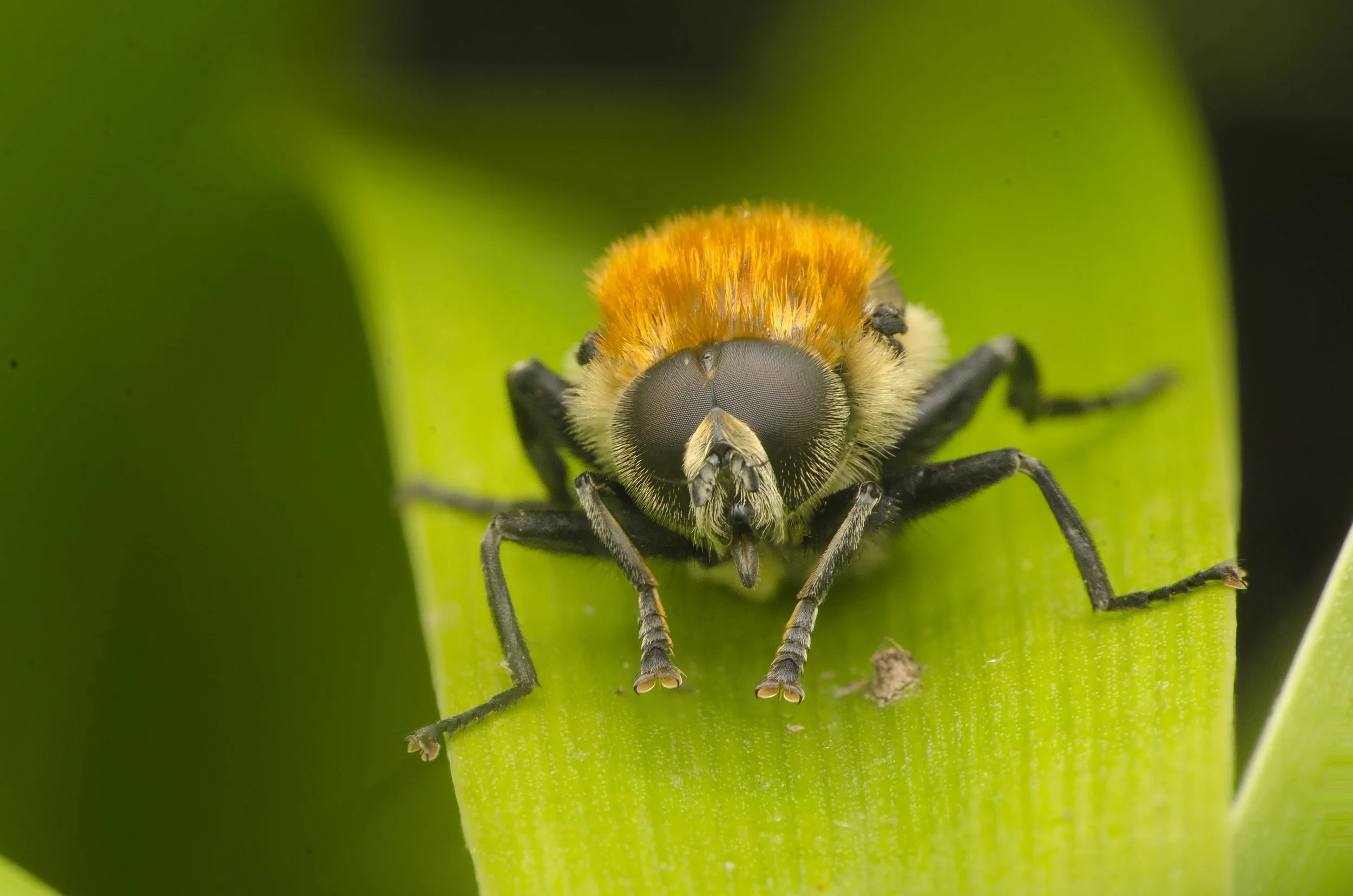 Narcissus Bulb fly.jpg