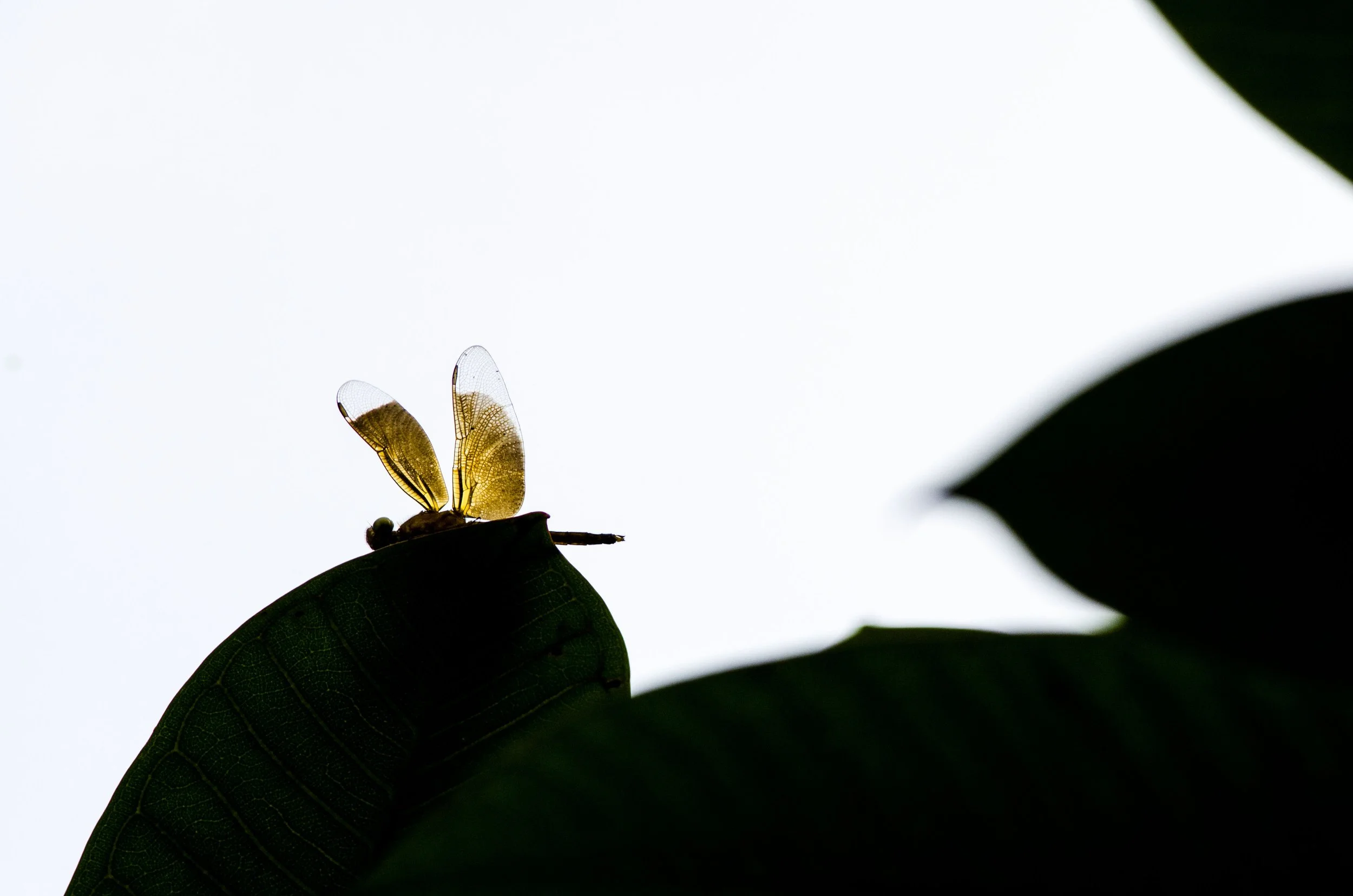 finished yellow dragonfly.jpg