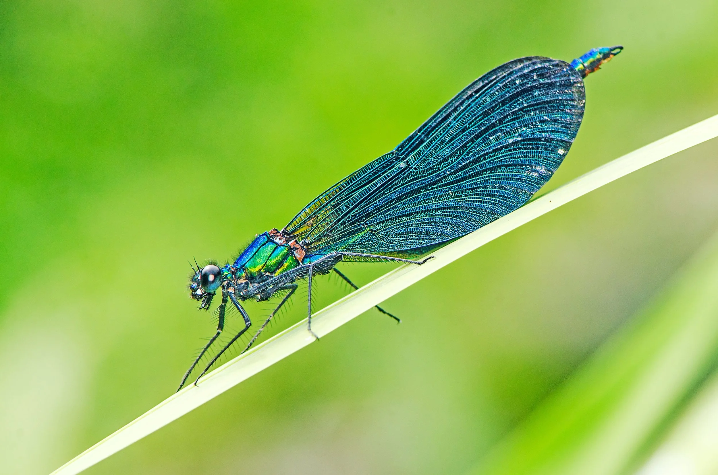 male Beautiful demoiselle - Calopteryx virgo.jpg