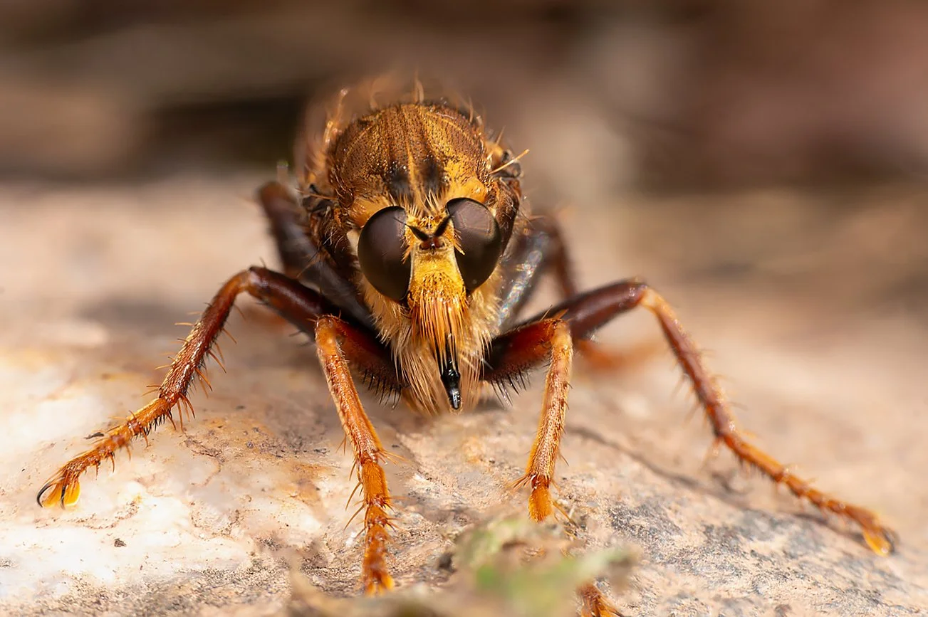 Hornet Robberfly.jpg
