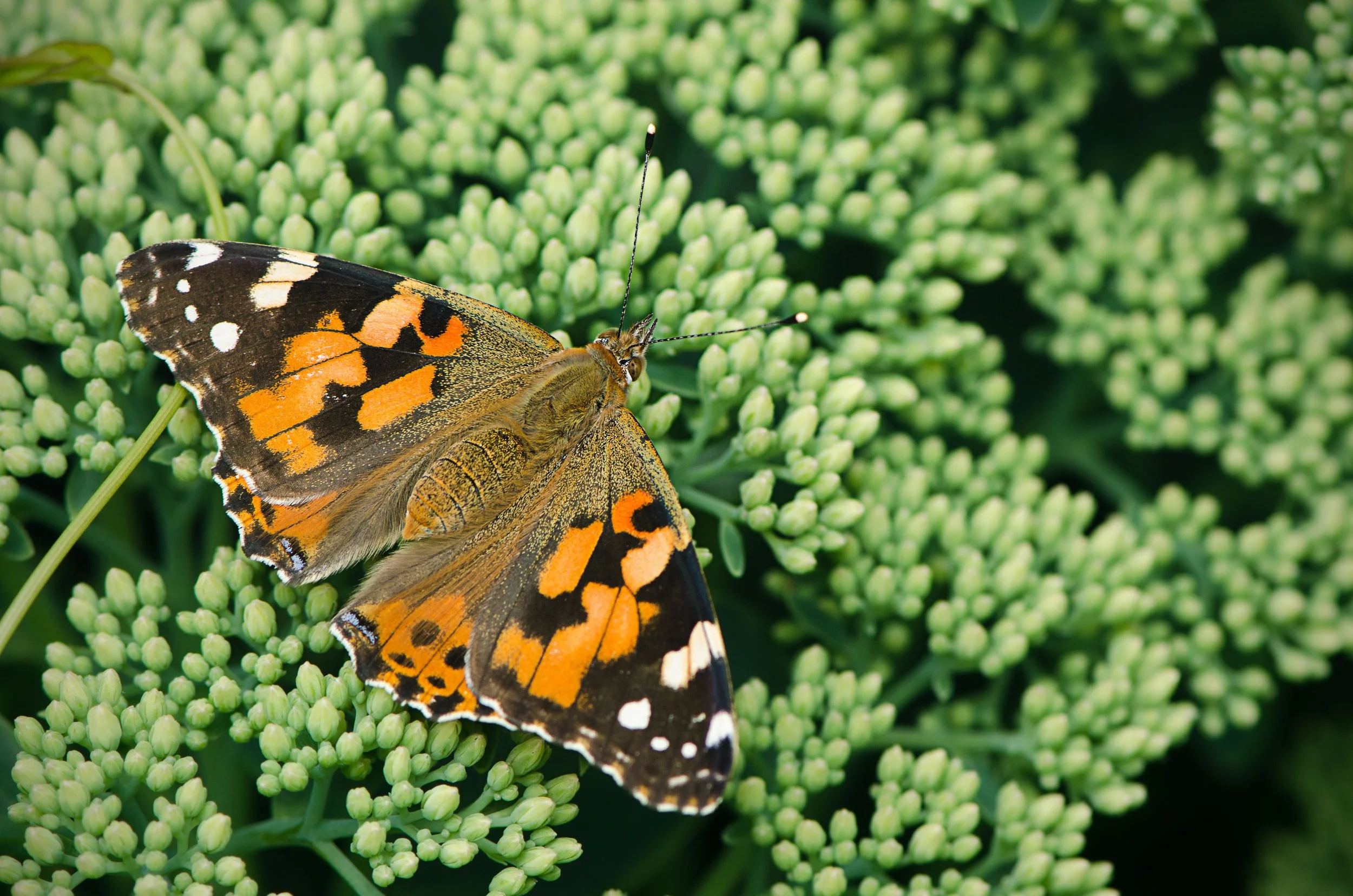 Painted Lady - Vanessa cardui.jpg
