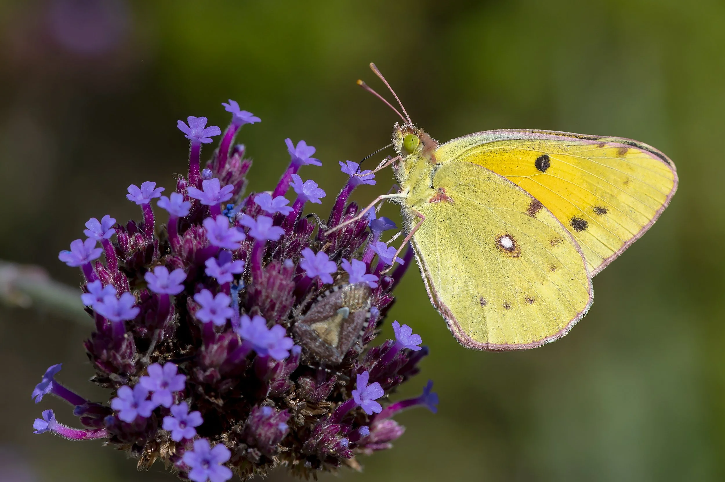 Clouded yellow.jpg