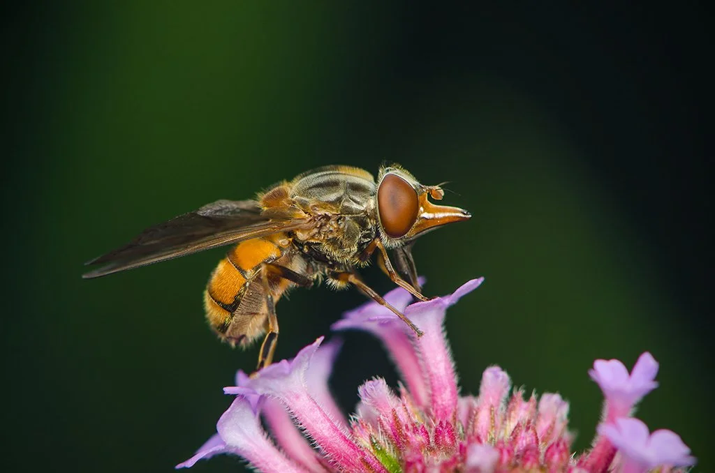 Rhingia camperis.jpg