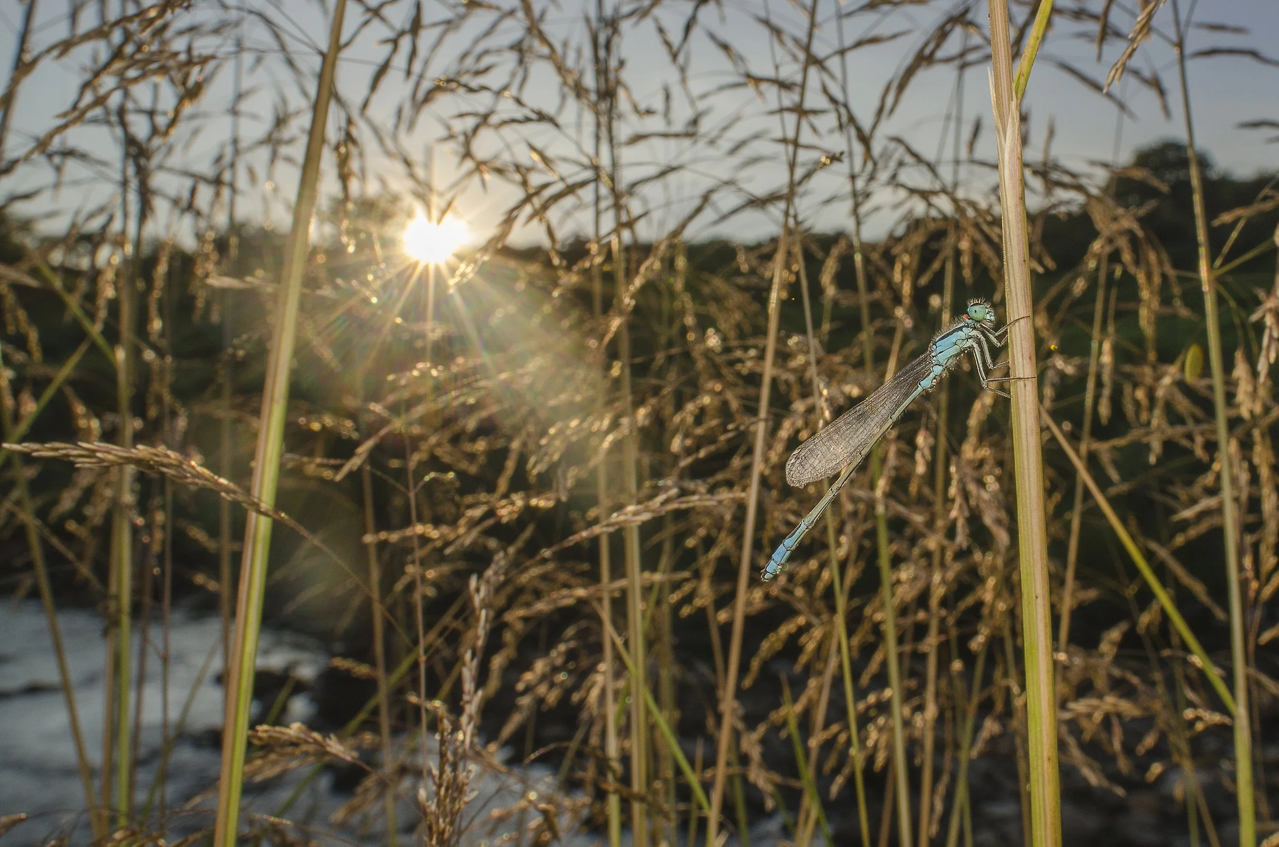 Common Blue Damselfly - Enallagma cyathigerum.jpg