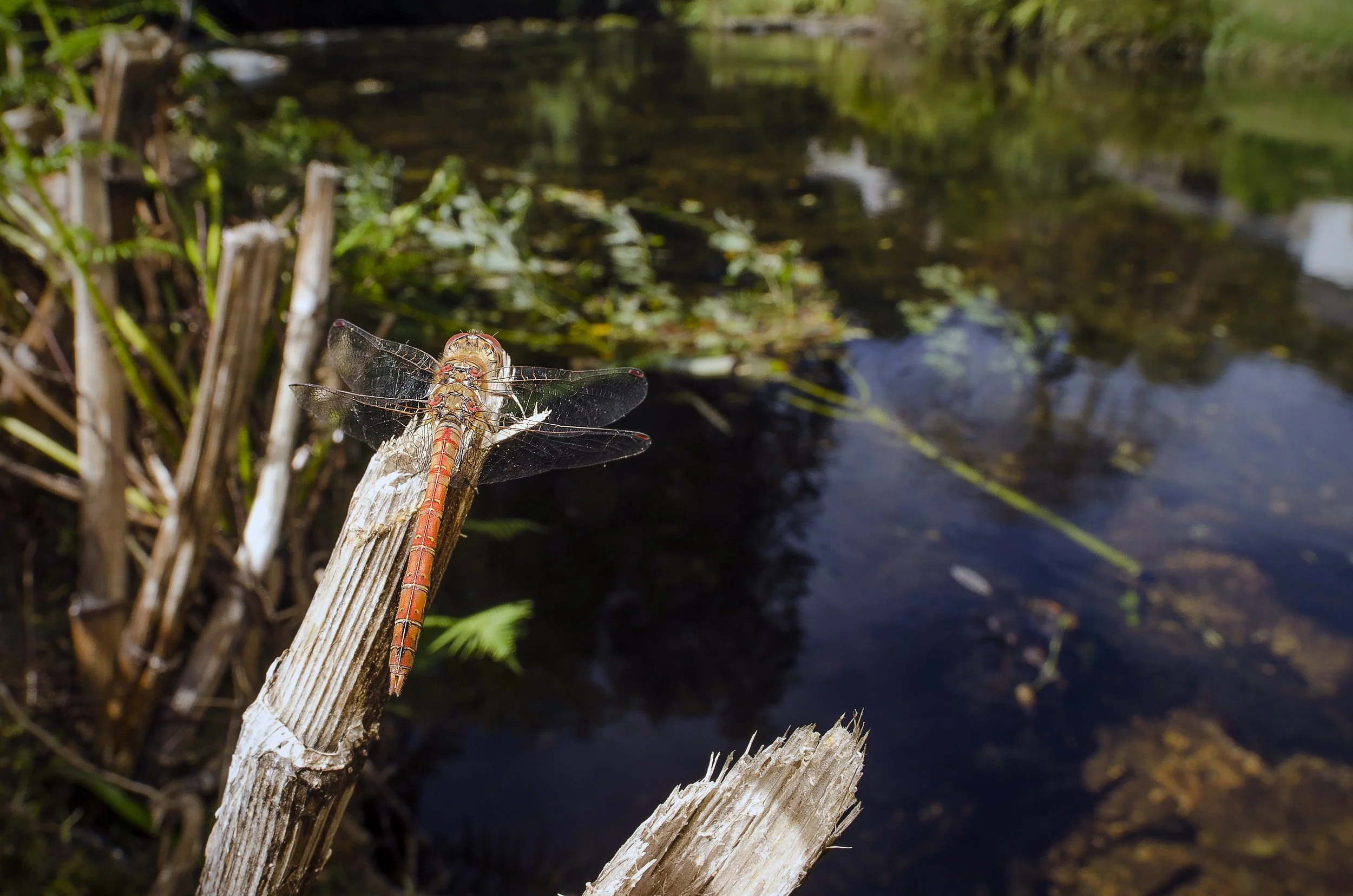 Sympetrum Striolatum.jpg