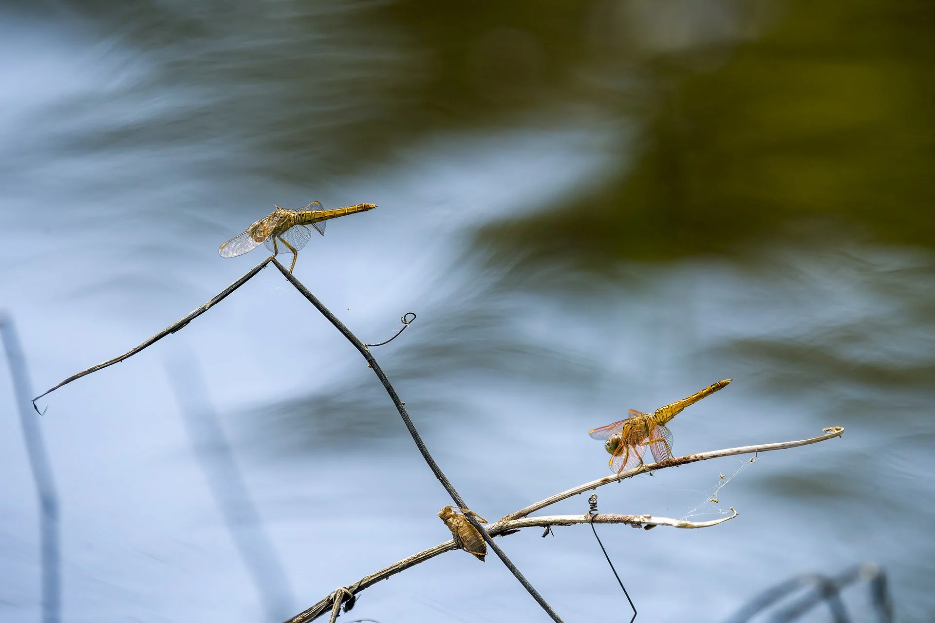 Dragonflies-Lucien-Harris-Double Dragon.jpg
