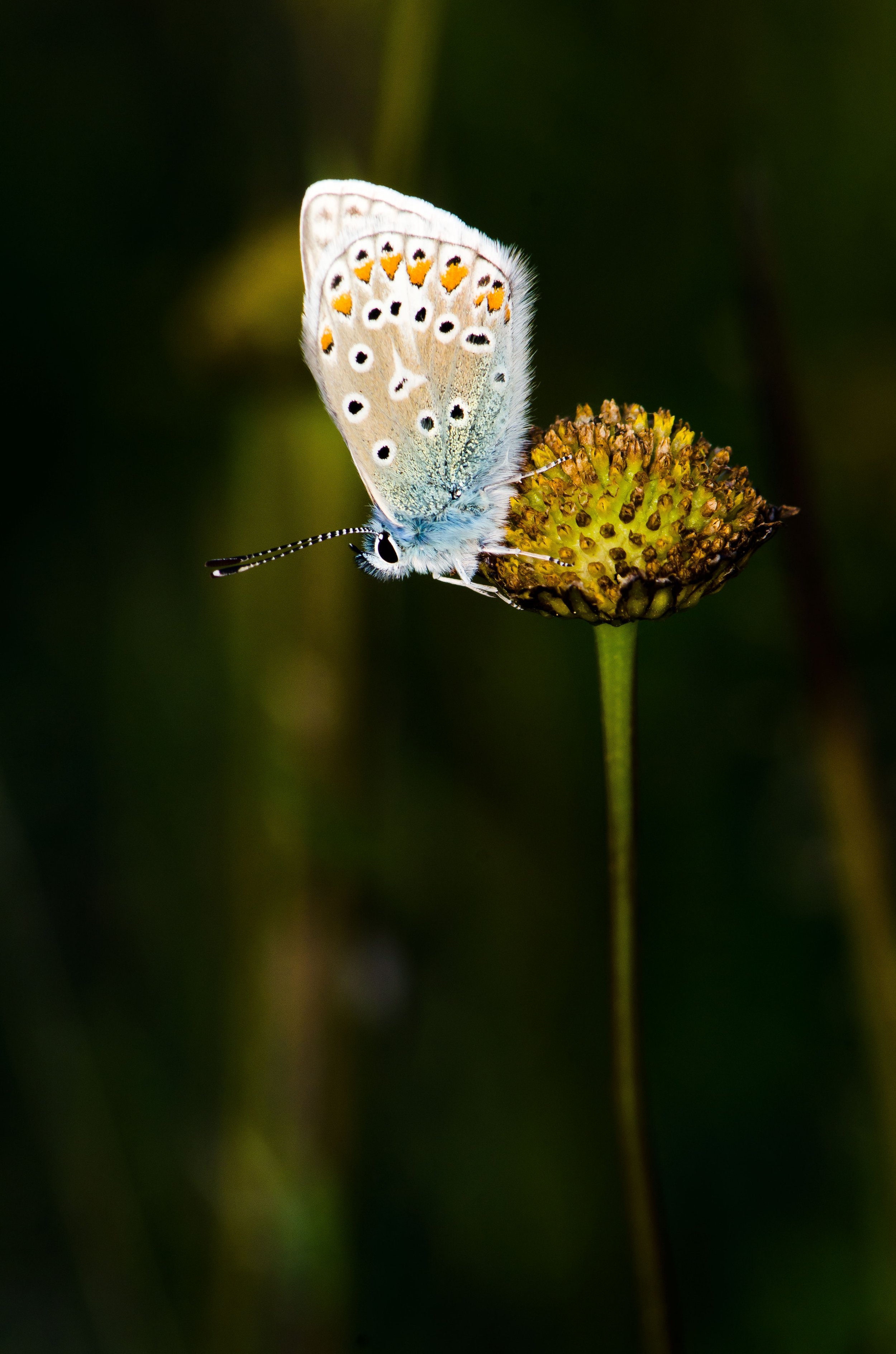 Common Blue - Polyommatus icarus.jpg