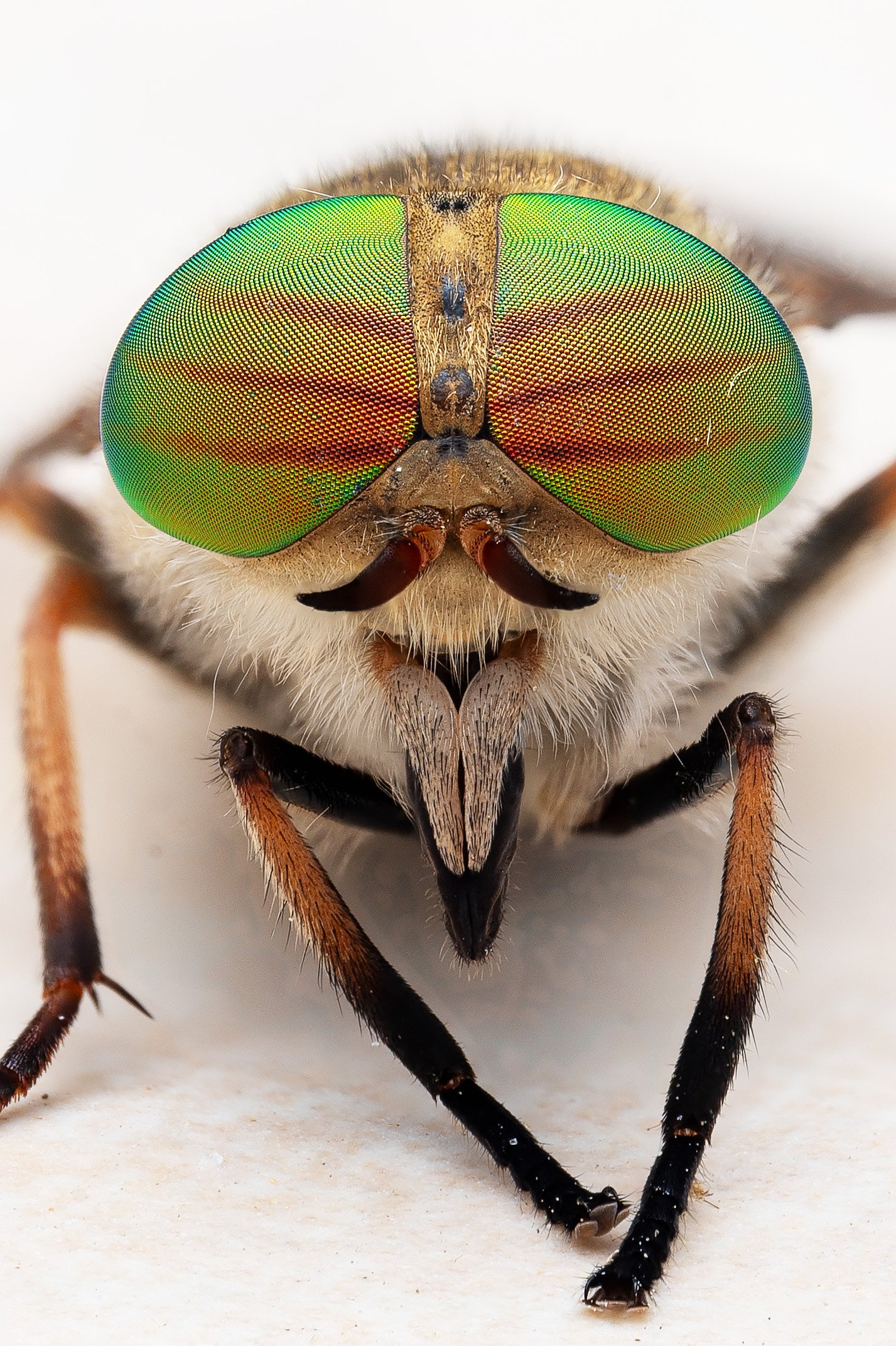 Horsefly.jpg