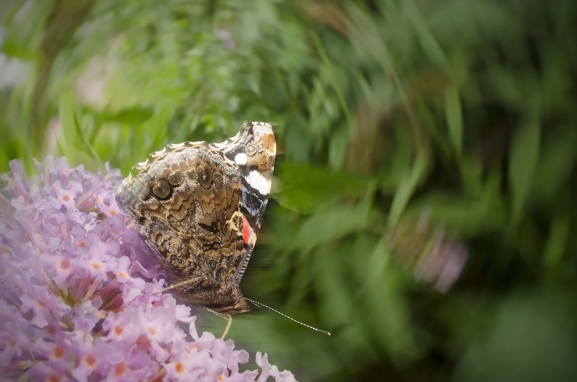 bwpa 23 Red admiral.jpg