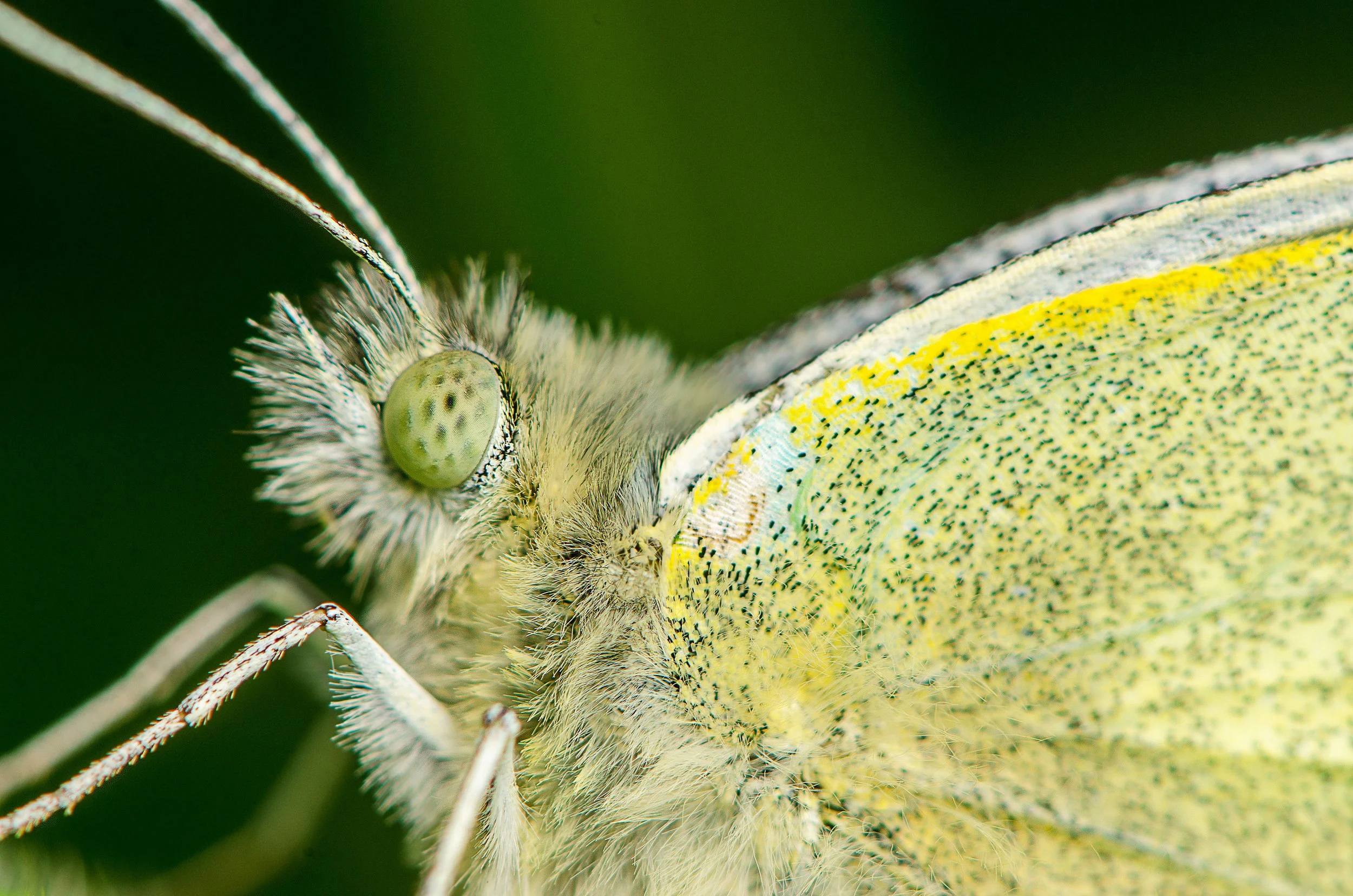 large-white.jpg