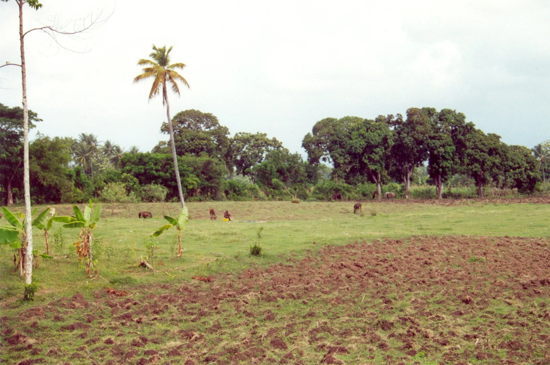 Scratching the soil.