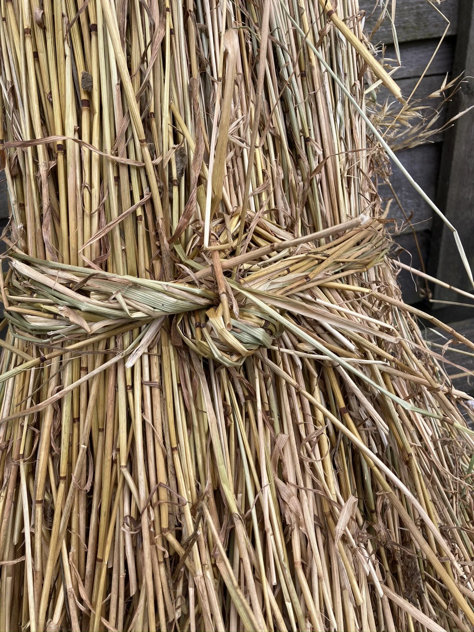 New Shetland Straw Society Launched to Safeguard Endangered Crafts and Traditional Crops