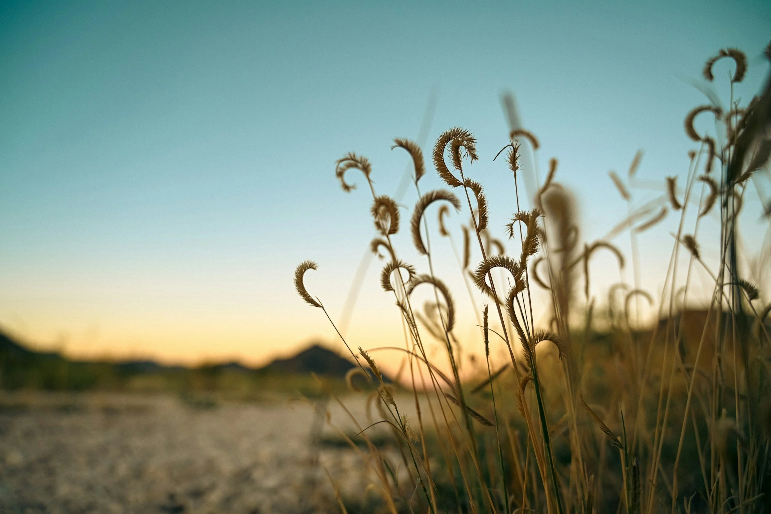 Dried grass stems against a sunset or sunrise sky with soft gradient colors.