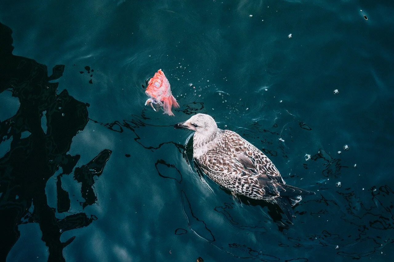  A bird nibbles on a fish head. Birds rely on the scraps that the fishermen don’t use in order to survive. With the fishing industry shrinking and the Seaport evolving, the environment could also see a change. 