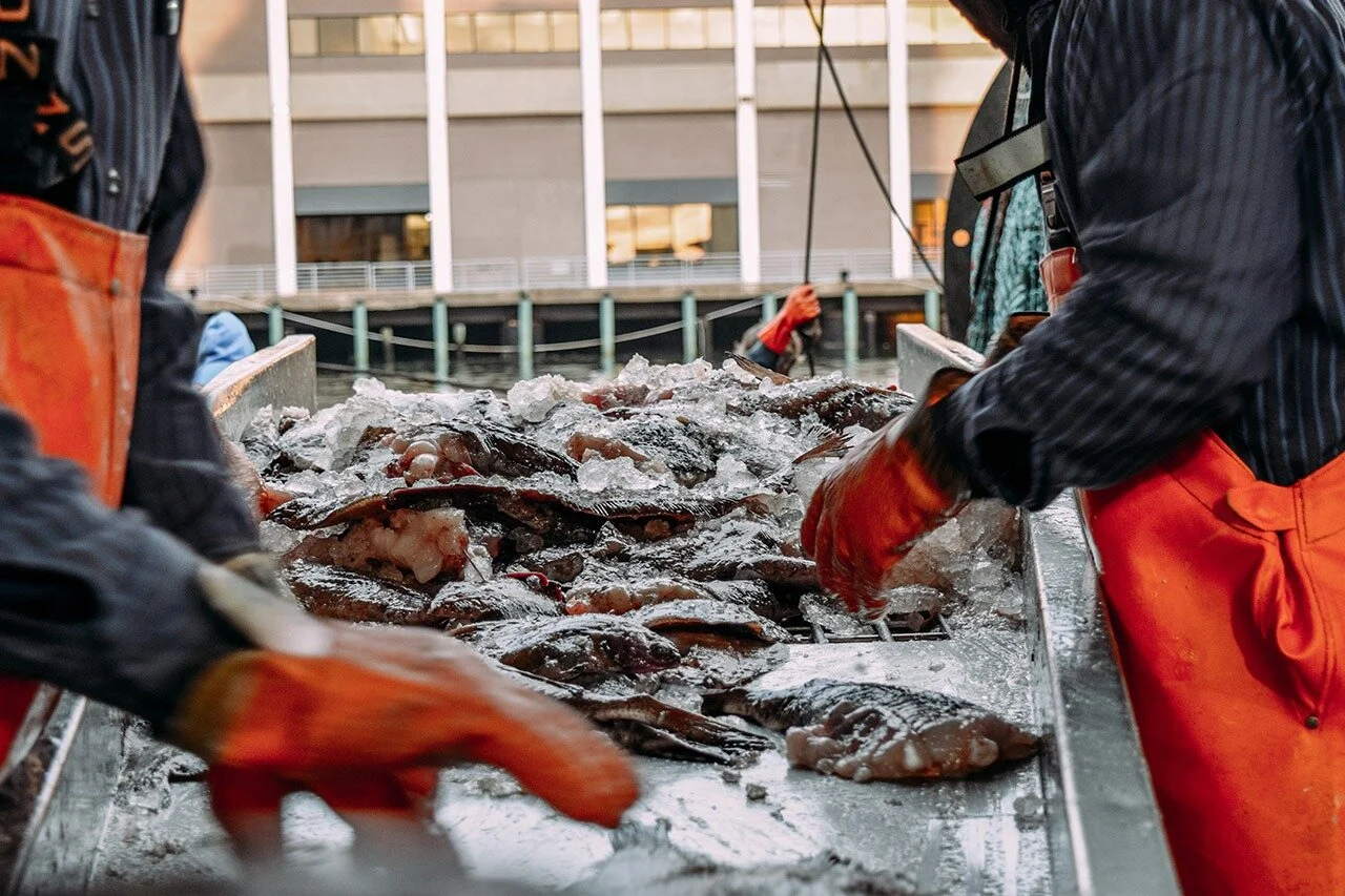  Every morning, after the fishermen return to the pier, the fish get sorted and cooled. The workers sort the catch like a well-oiled machine, getting the work done efficiently.   