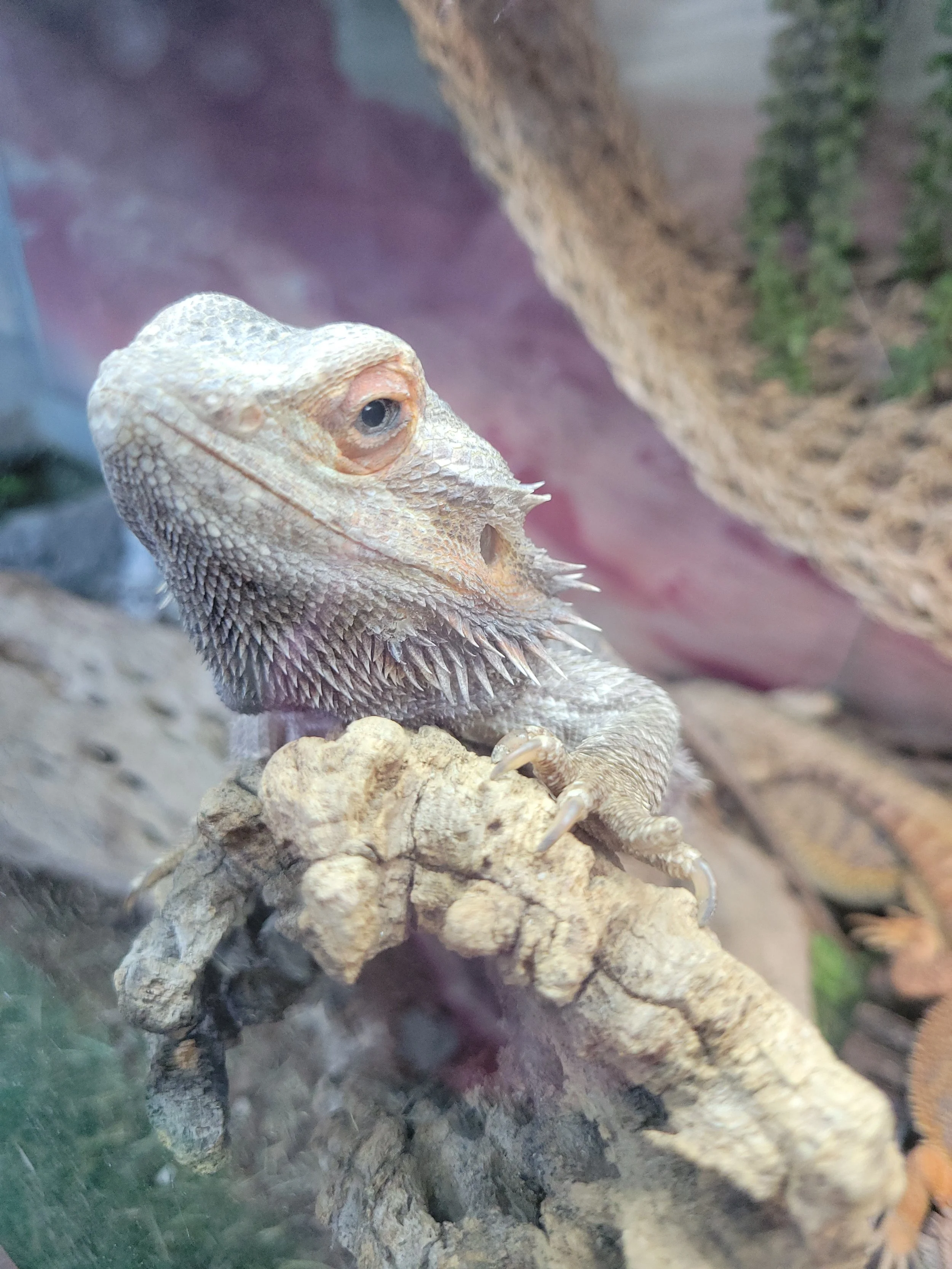 Close-up of a bearded dragon lizard resting on a textured rock in a desert-like enclosure with a dirt background and some green plants.