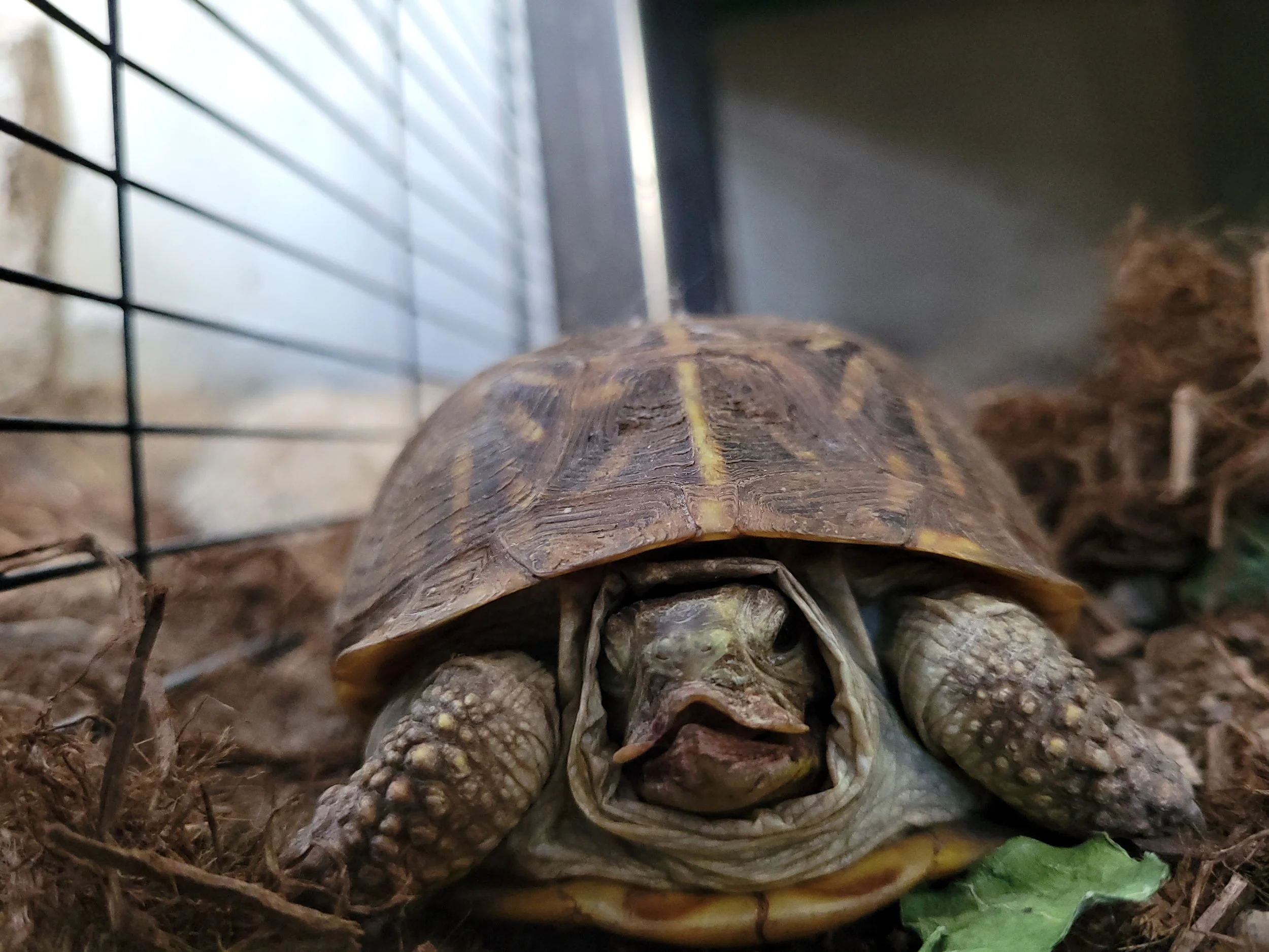 Close-up of a turtle with a dark tan shell featuring yellow markings, inside a cage with horizontal metal bars, on a bed of dried leaves and twigs.