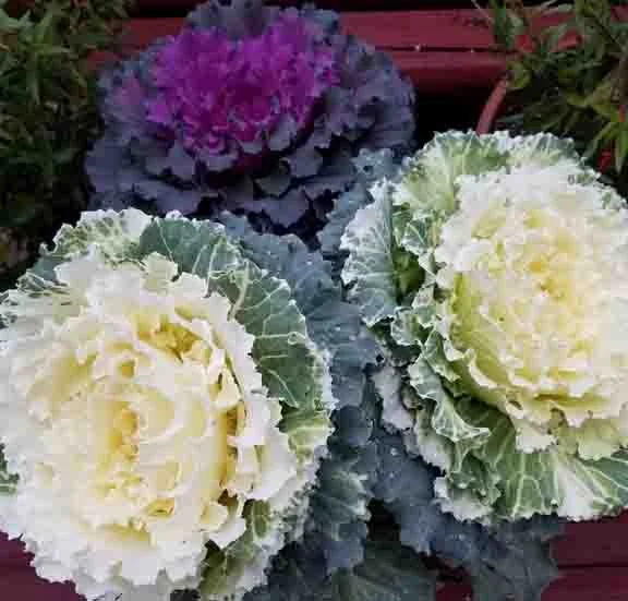 Colorful ornamental cabbages with purple and white leaves in a garden.