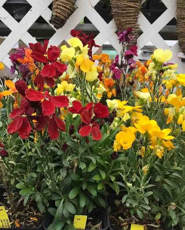 A colorful variety of blooming flowers including red, yellow, purple, and orange, arranged in pots on a garden display with a white lattice background and woven baskets hanging above.