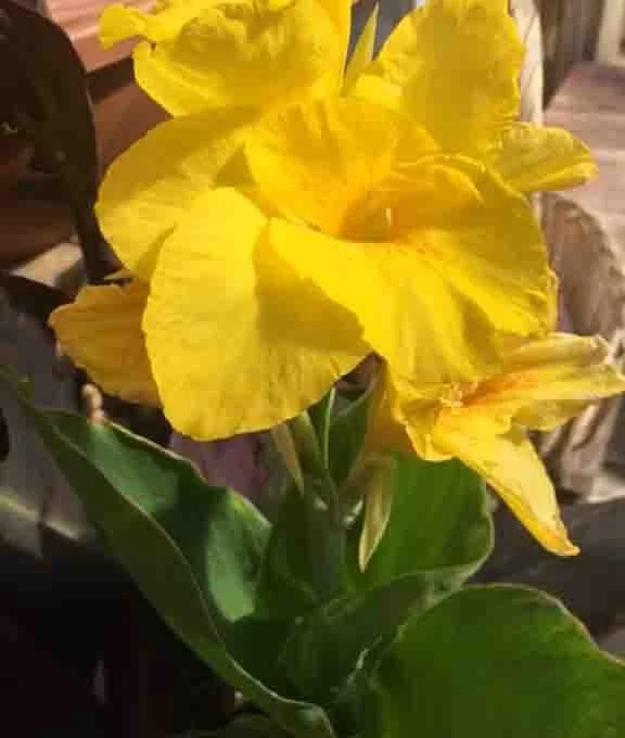 Yellow flower with broad petals and green leaves