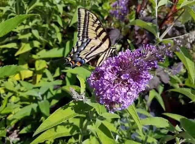 A butterfly with yellow, black, and blue markings is perched on a purple flower in a garden with green foliage.