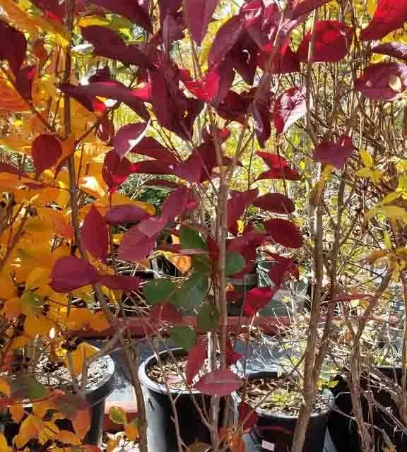 A potted plant with red and green leaves among other colorful plants.