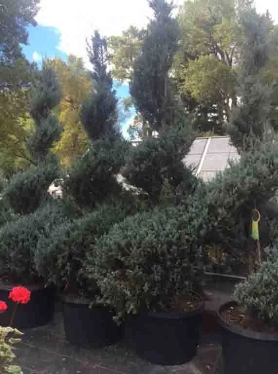 Multiple potted evergreen shrubs and trees outdoors with a solar panel on a tilted roof in the background and a small yellow garden ornament hanging on a branch.