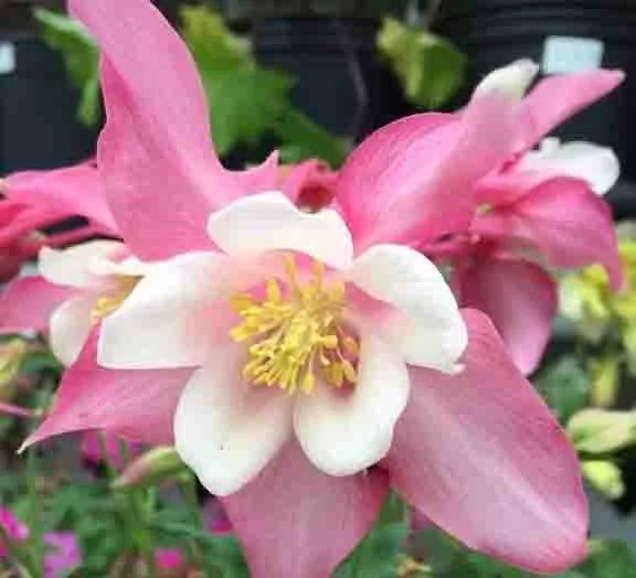 Close-up of a pink and white flower with yellow stamens, surrounded by green leaves.