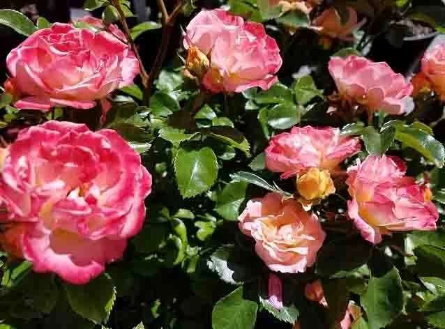 Cluster of pink and peach roses with glossy green leaves.