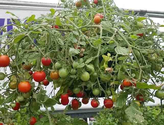 Tomato plant with green, yellow, and red tomatoes growing on the vine.