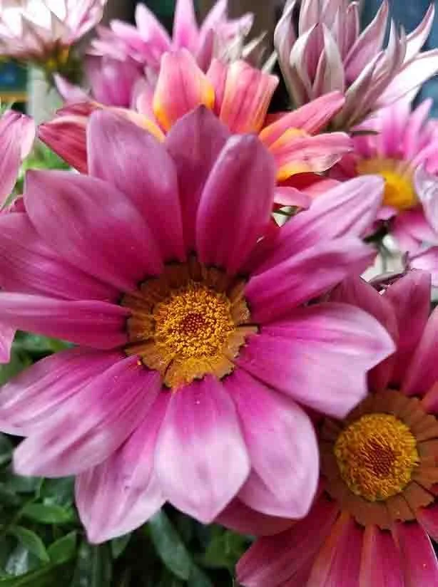 Close-up of colorful pink and purple flowers with yellow centers, likely daisies.