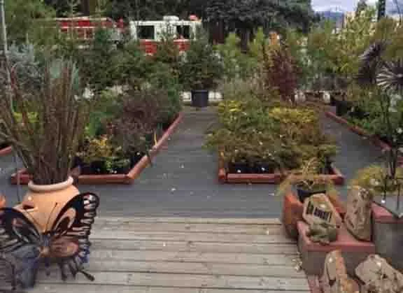 A rooftop garden with potted plants and shrubs, a wooden walkway, and city buildings in the background.