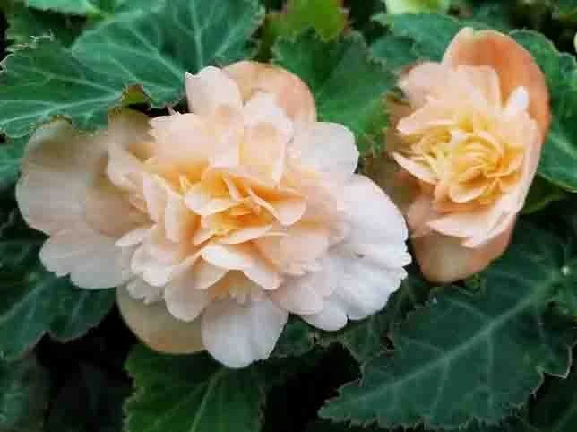 Two light peach-colored begonia flowers with green leaves in the background.