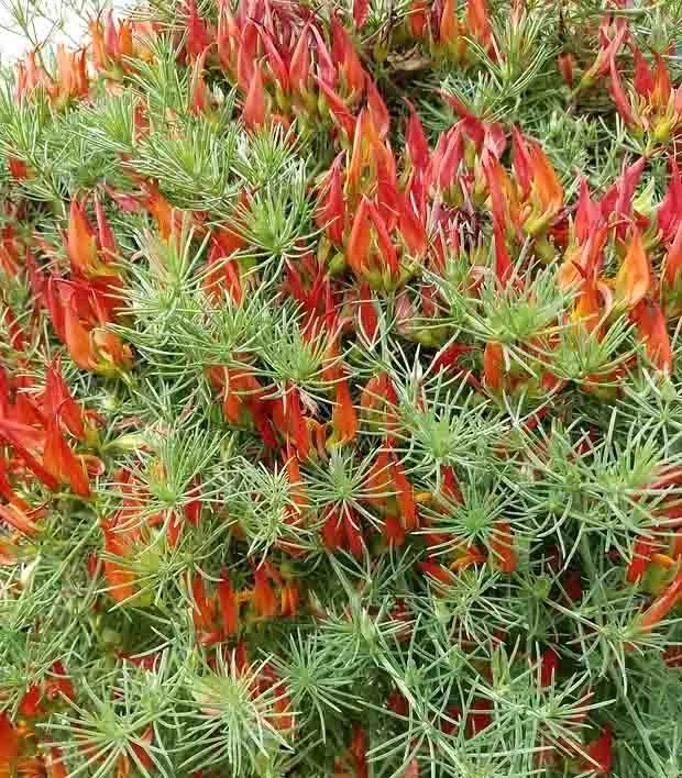 Close-up of a plant with orange-red, tubular flowers and spiky green leaves.