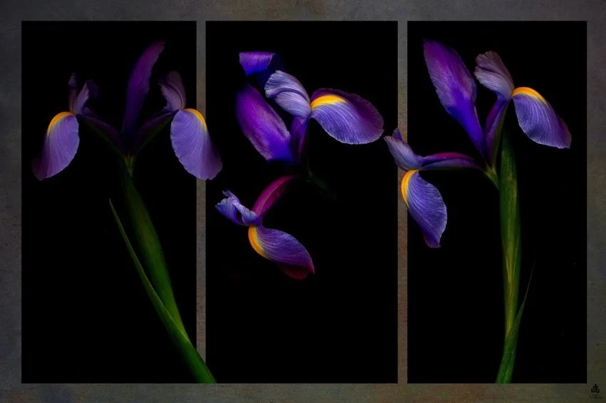 Night-Iris-Triptych