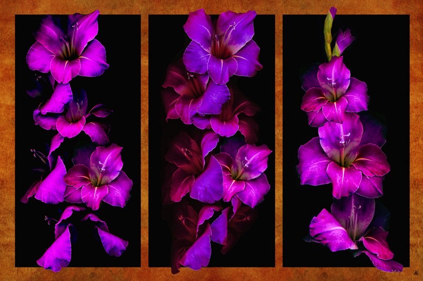midnight-gladiolas-triptych