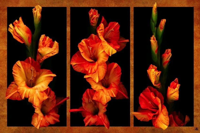 orange-you-glad-gladolas