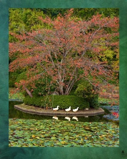 temple-pond-ducks