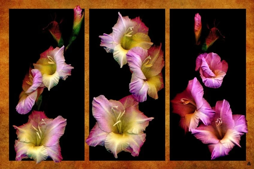 gracious-gladiolas-triptych