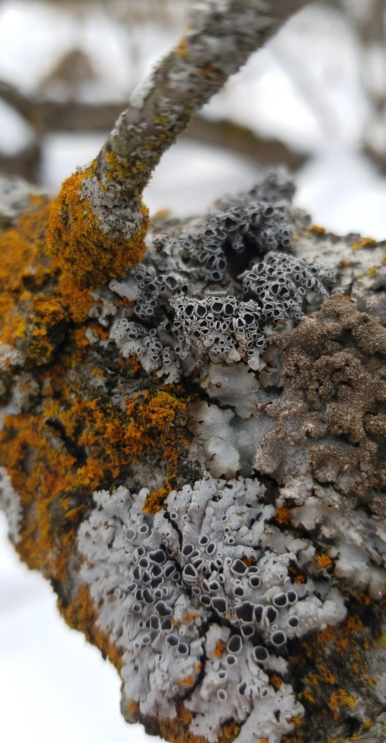 Close-up of a tree branch covered in various types of lichen and moss.