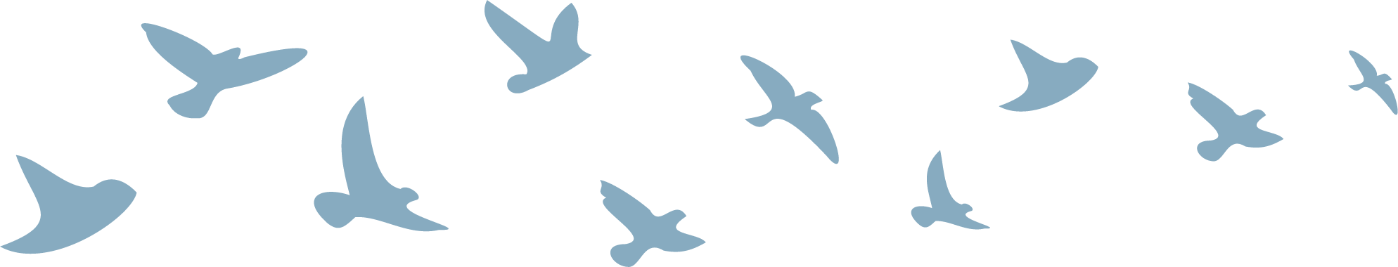 Silhouettes of multiple flying birds.