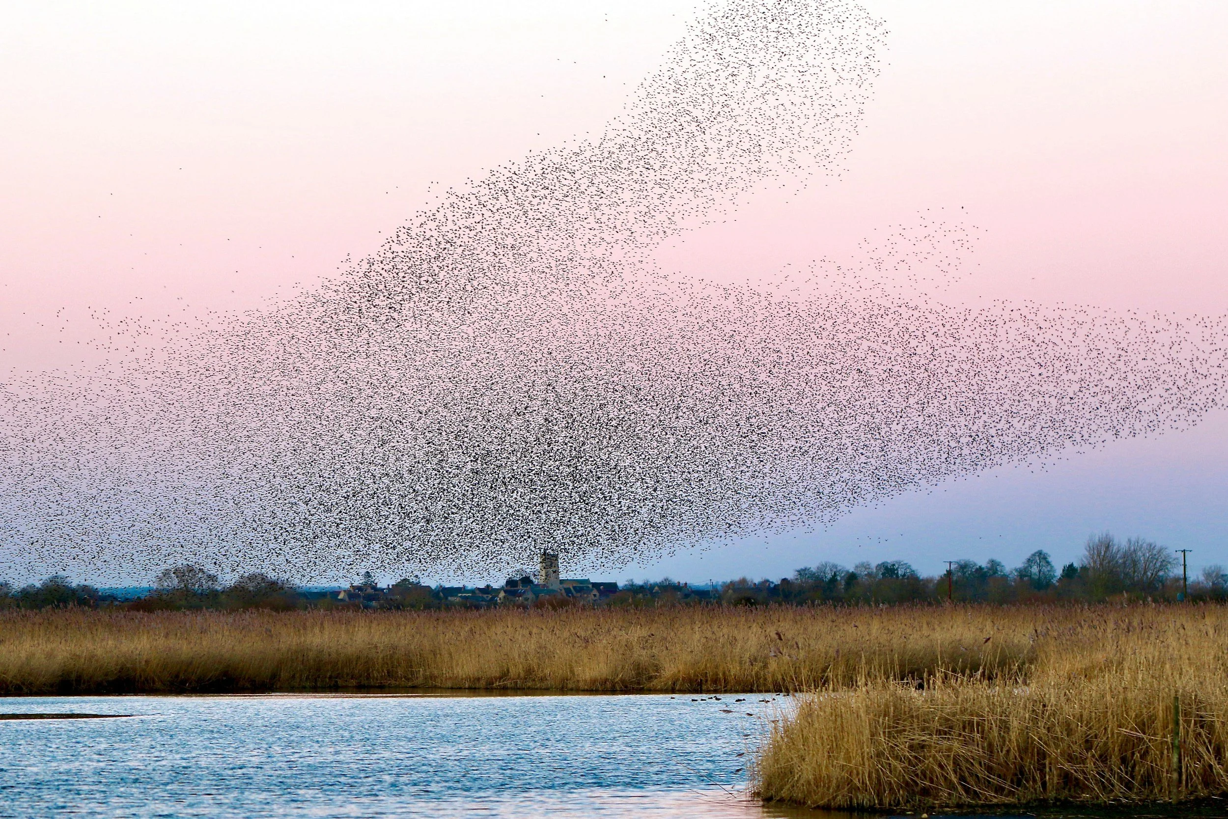 A large murmuration of birds flying in V formation above a body of water and grassy fields in a rural area, with a clear sky in the background.