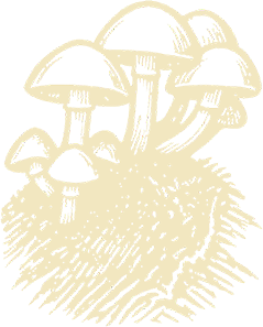 A black-and-white illustration of a cluster of mushrooms growing on a patch of grass.