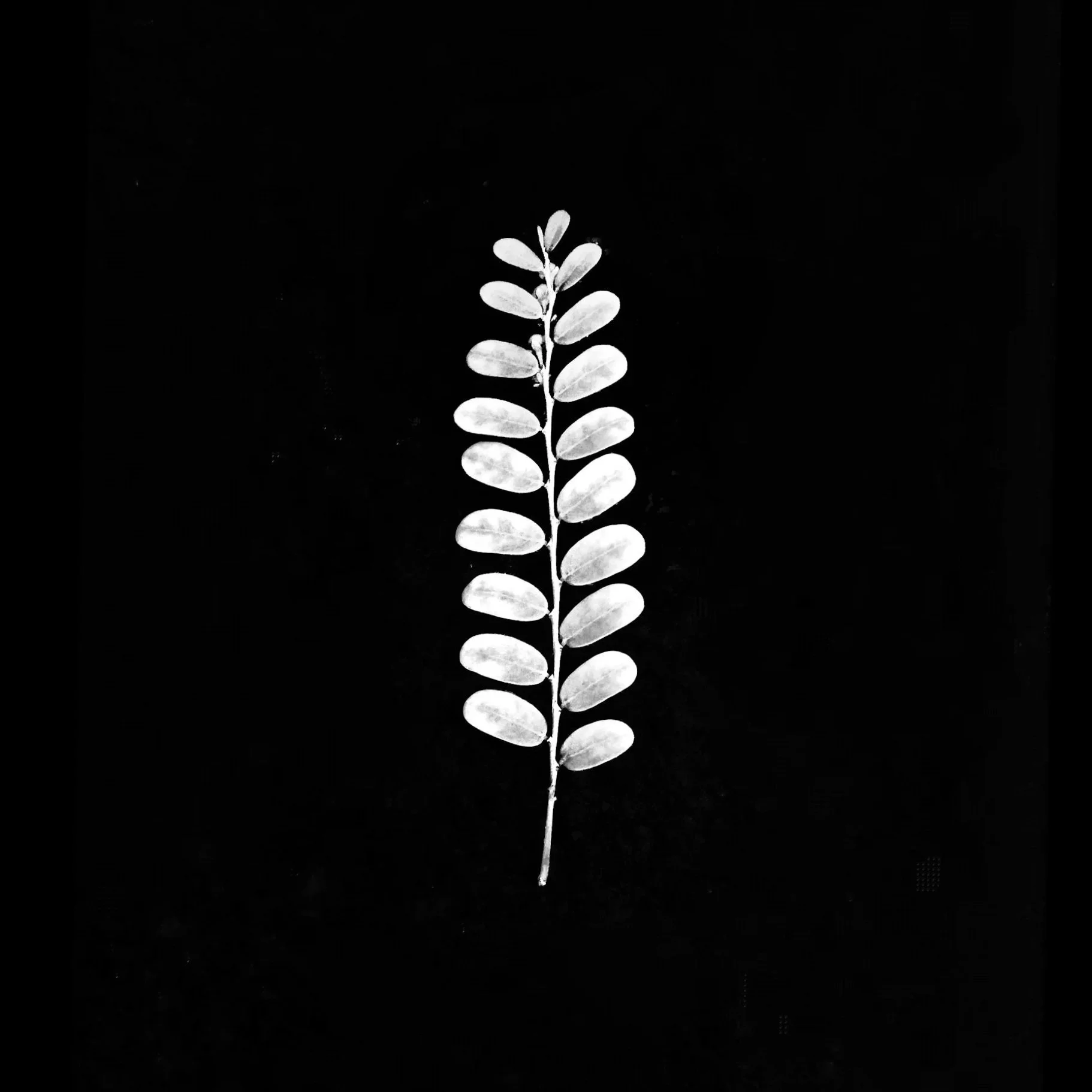 Black-and-white image of a single plant with an elongated stem and oval-shaped leaves against a plain black background.