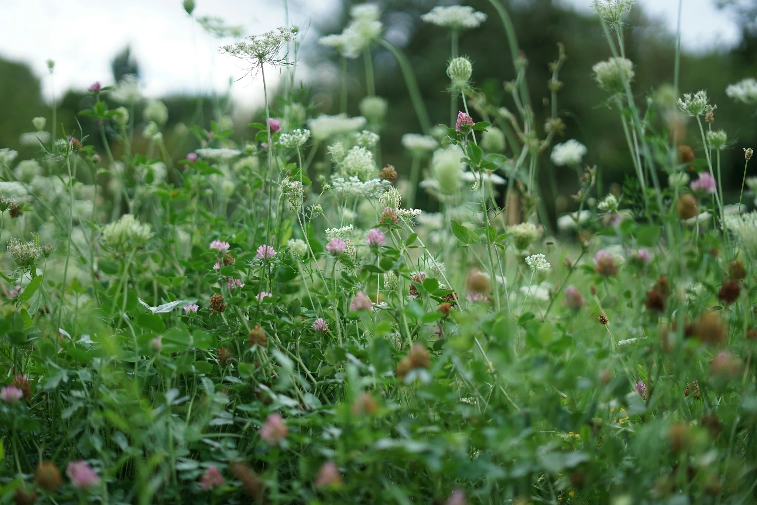 Close-up of wildflowers and green foliage in a field, with some pink and white flowers and blurred background.