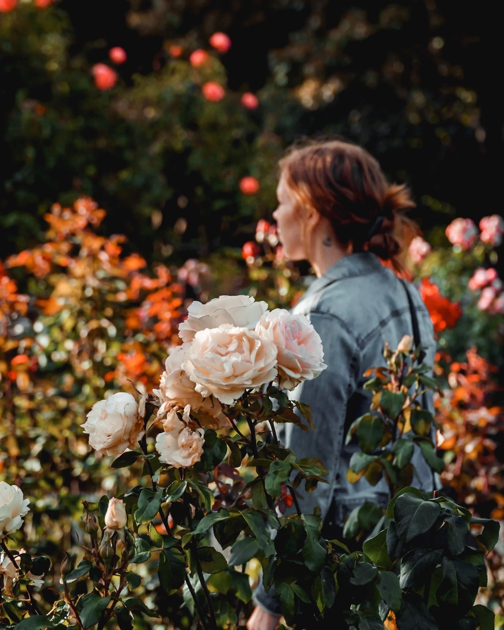 A person with reddish hair standing among blooming roses during sunset.