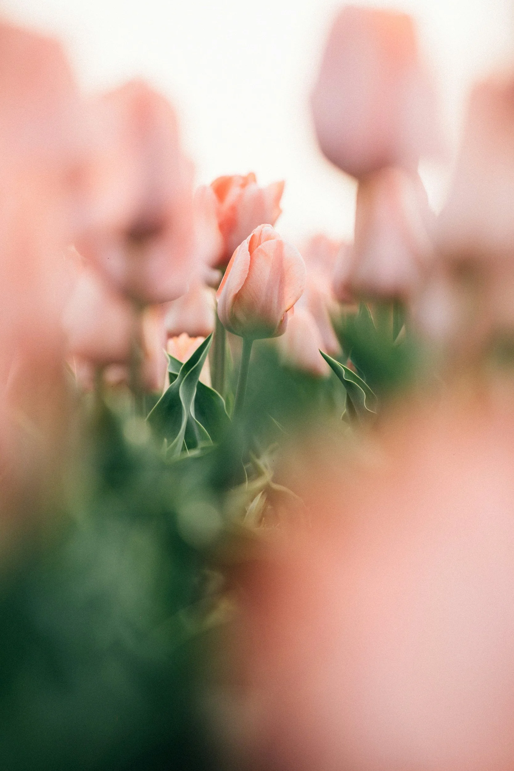 Field of soft pink tulips in soft morning light representing healing, growth, and hope.