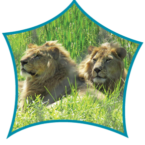 Two lions resting on grass in a lush green field.