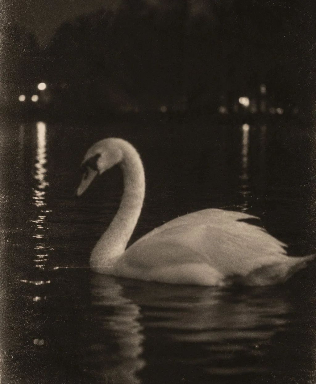 Vintage black and white photograph of a swan floating on water