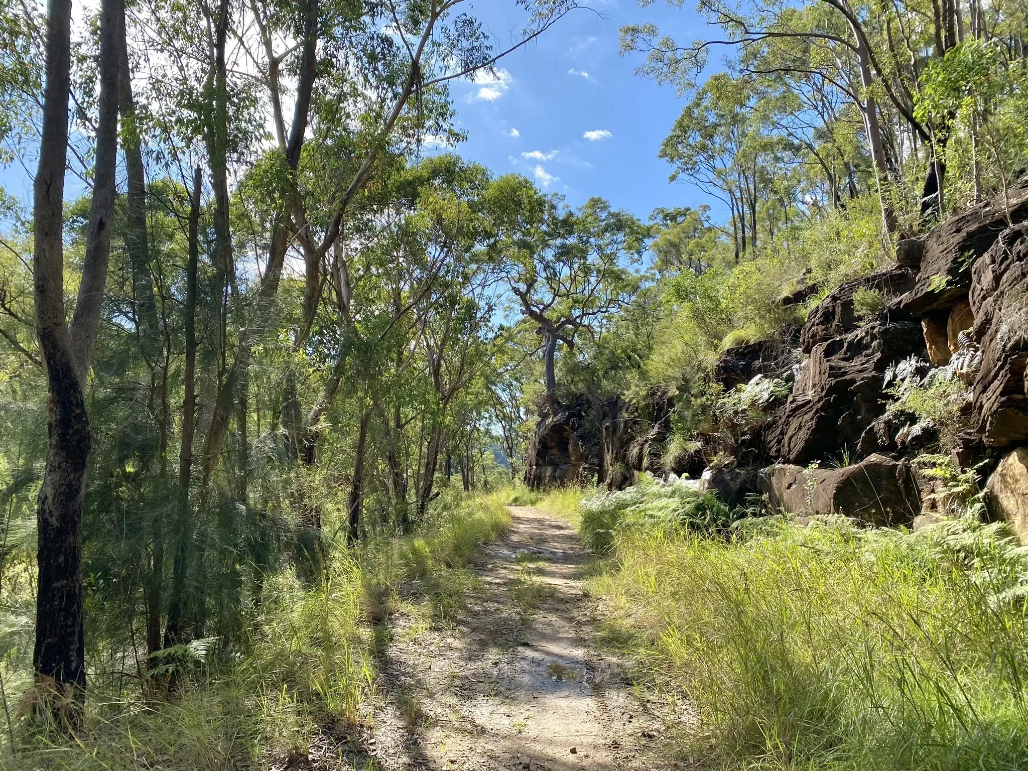 A dirt trail in a lush green forest with tall trees and a rocky hillside on the right, and a bright blue sky with scattered clouds overhead.